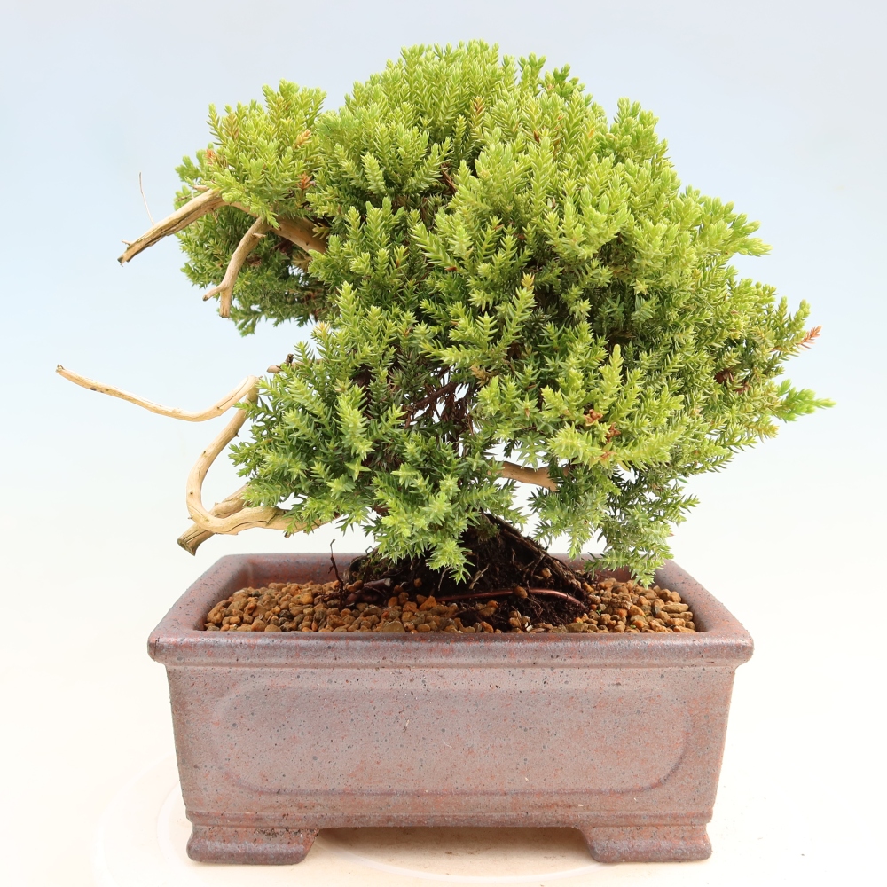 Vonkajší bonsai – Juniperus procumbens – Jalovec ležiaci