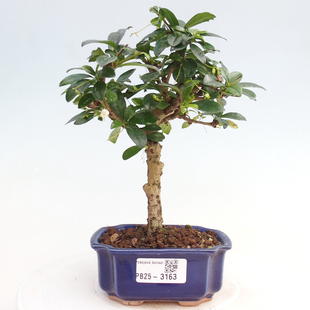 Izbová bonsai - Carmona macrophylla - Čaj fuki