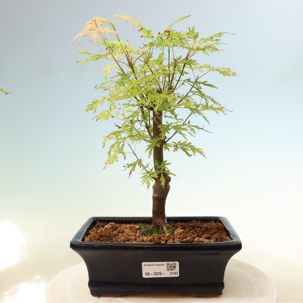 Vonkajší bonsai – Acer palmatum Dissectum – javor dlaňolistý 