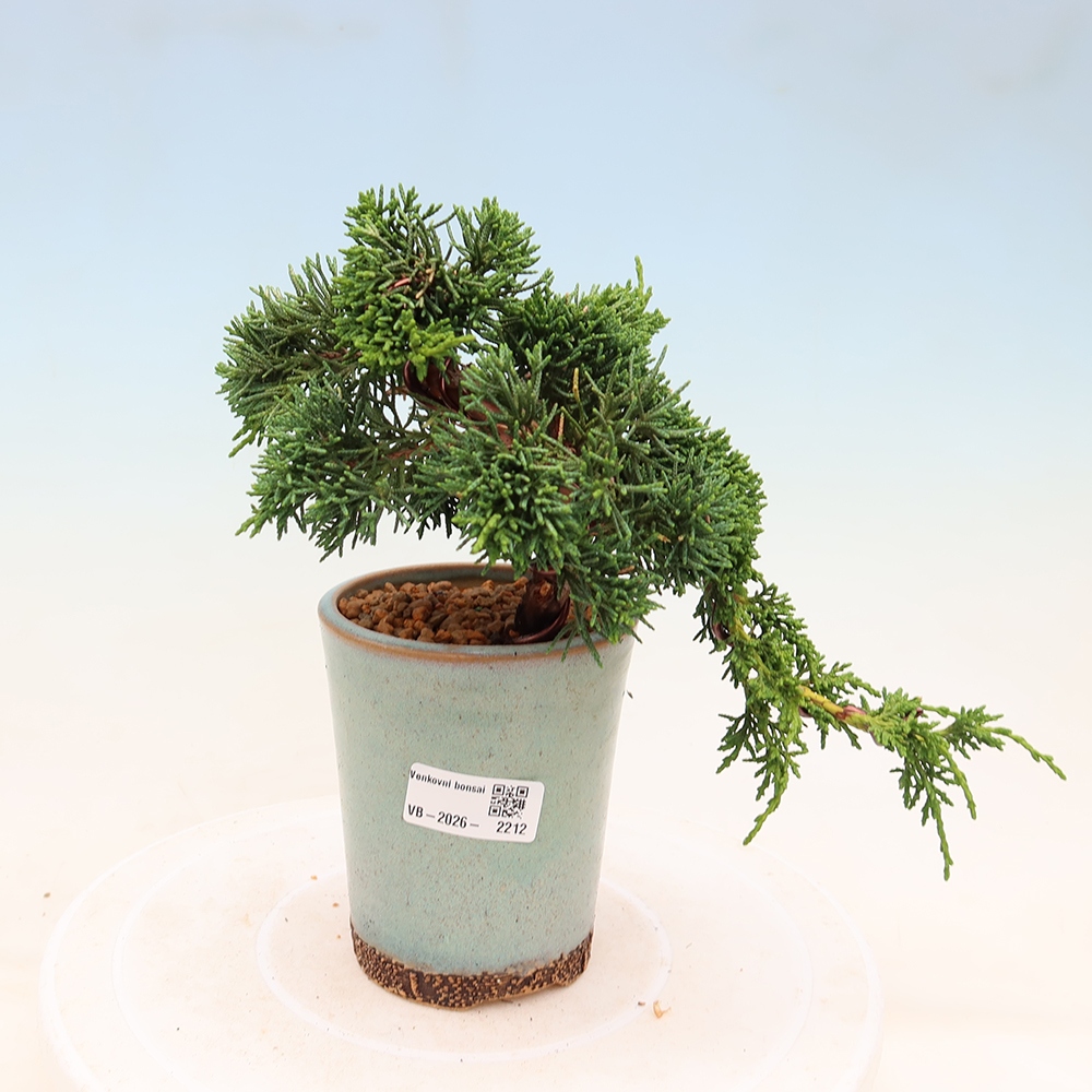 Vonkajší bonsaj - Juniperus chinensis Kishu