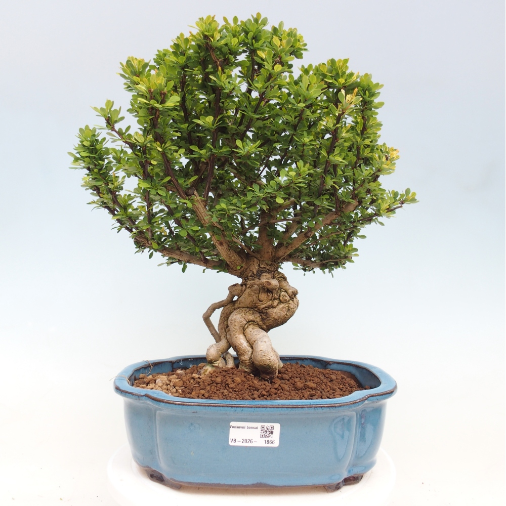 Vonkajšie bonsaje - Berberis coreana