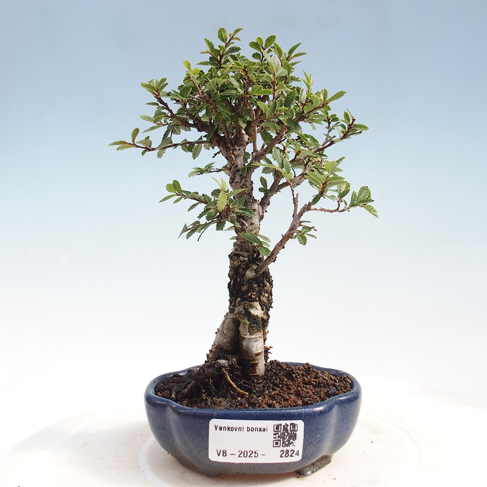 Vonkajšie bonsai - Zelkova - Zelkova Nirom
