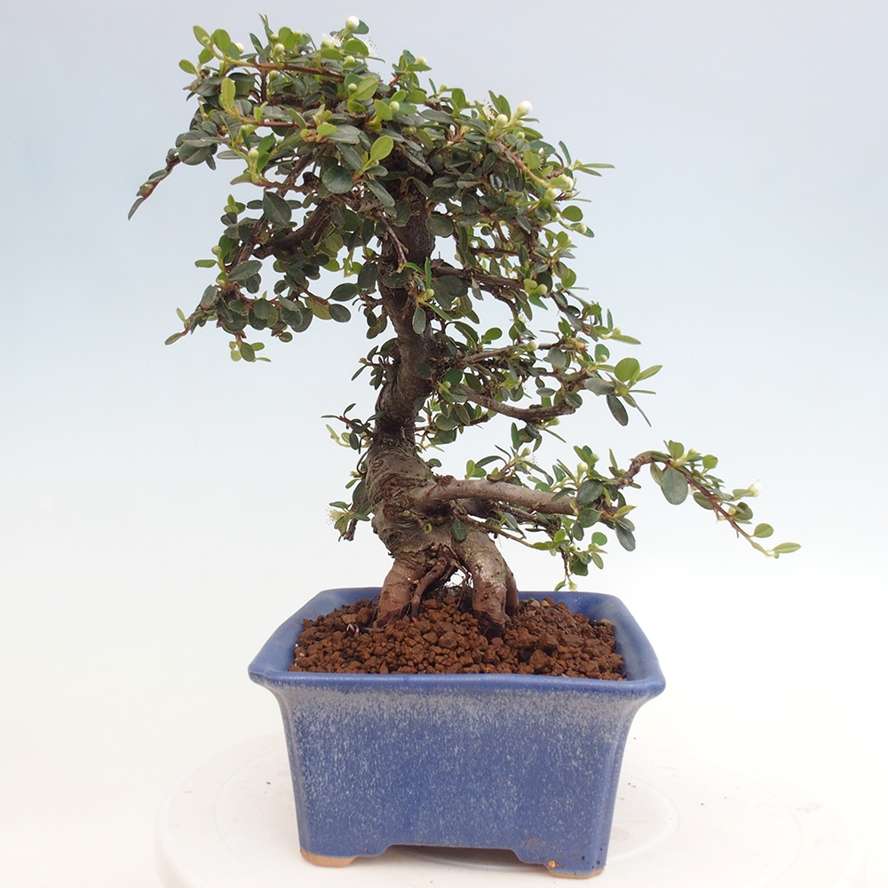 Vonkajší bonsai-Cotoneaster dammeri - Skalník Damerov