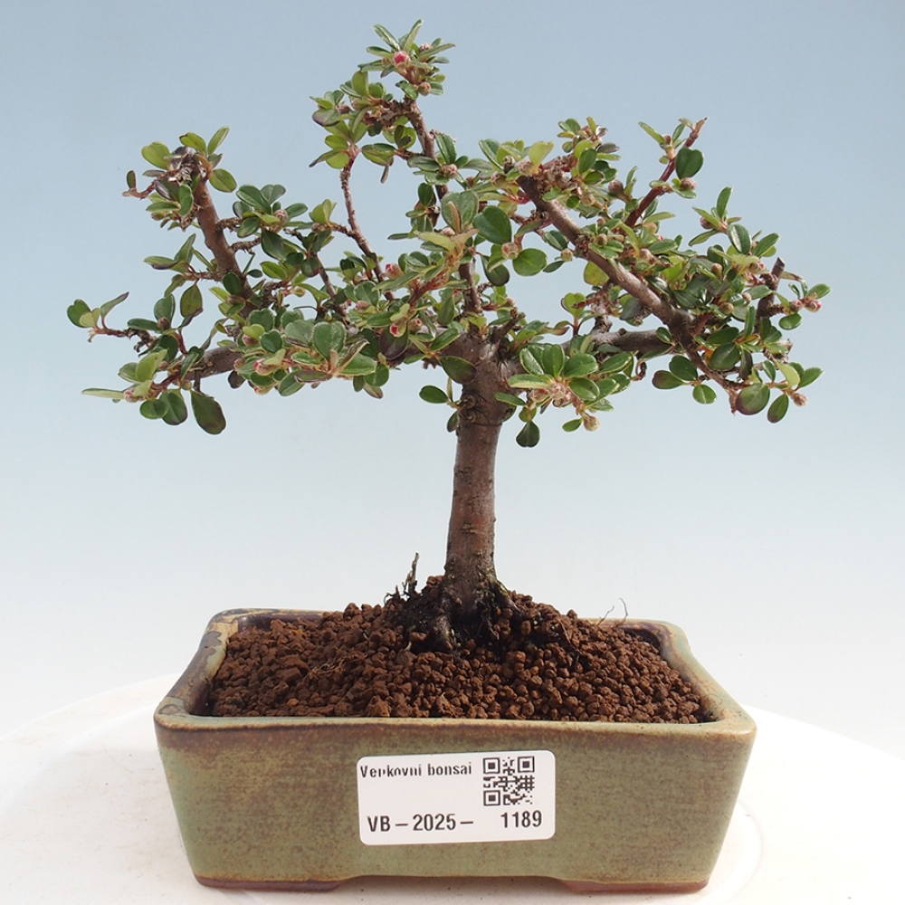Vonkajší bonsai - Cotoneaster horizontalis - Skalník