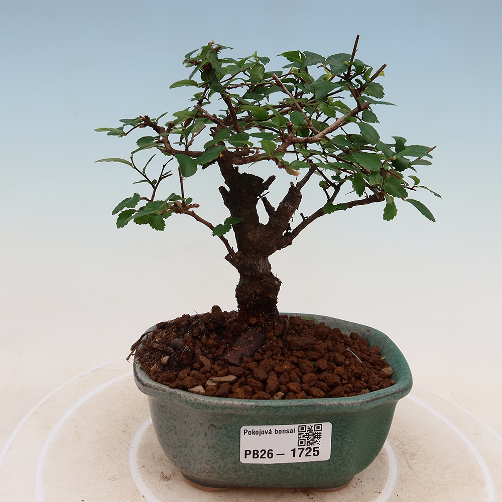 Izbový bonsaj - Ulmus parvifolia - brest malolistý