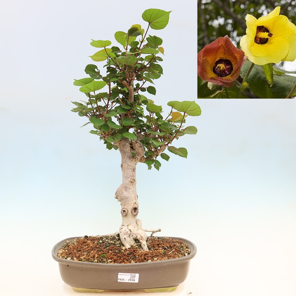 Izbový bonsaj - Hibiscus tiliaceus - Ibišek morský