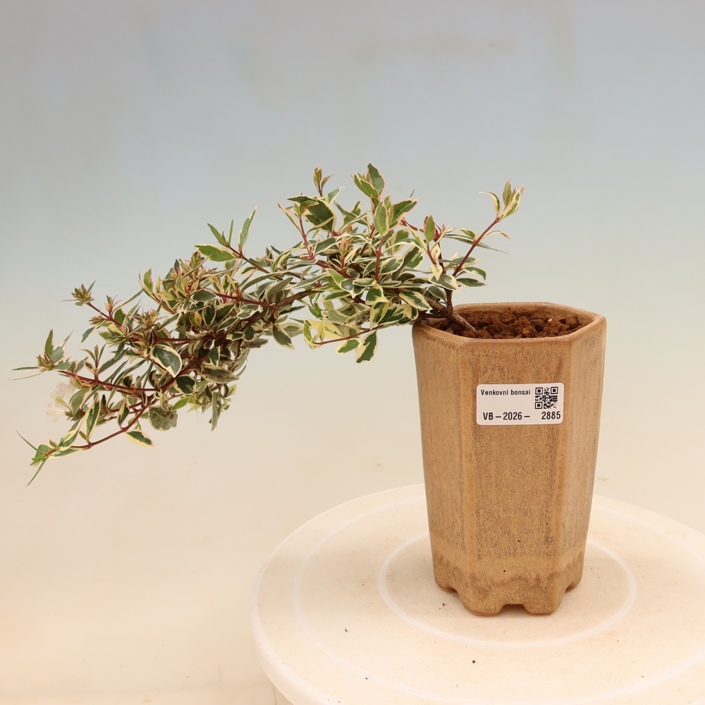 Vonkajší bonsai – Abelia gr. Confetti – Abélie veľkokvetá