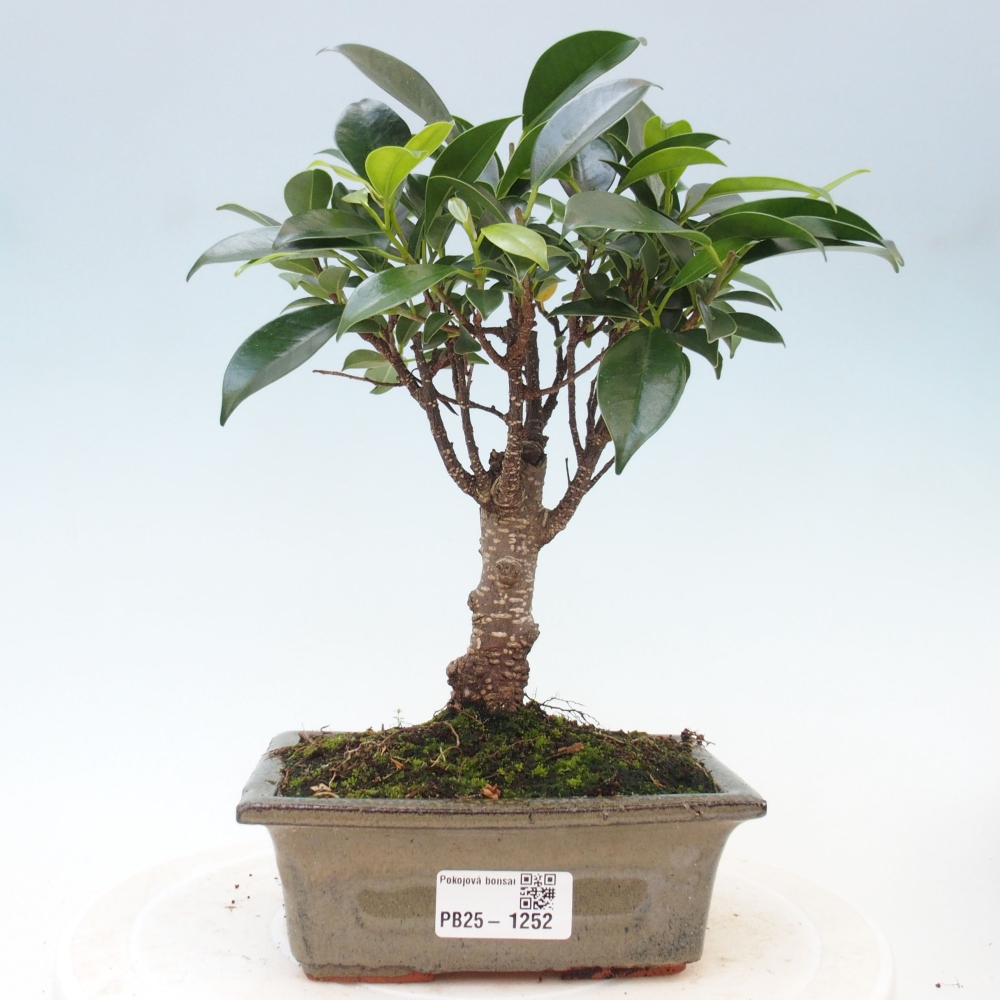 Izbová bonsai - Ficus retusa - malolistý fikus
