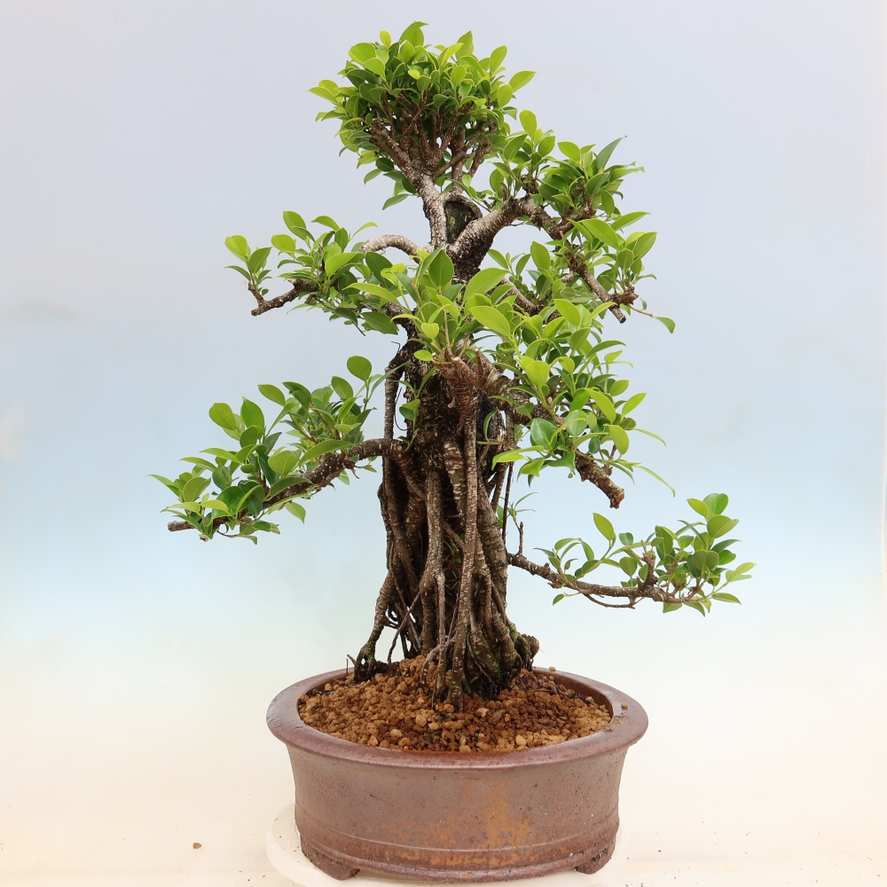 Izbové bonsaje - Ficus kimmen - drobnolistý fikus