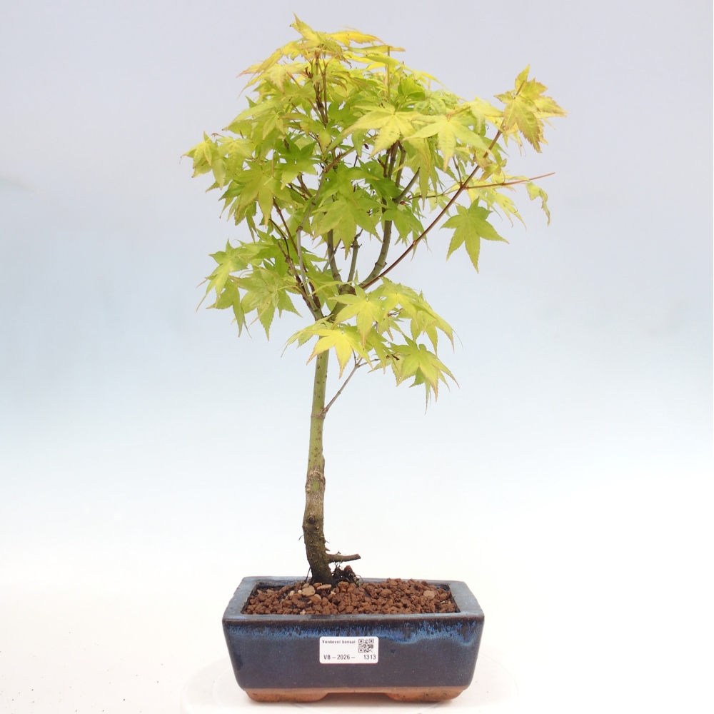 Acer palmatum Aureum - Zlatý javor