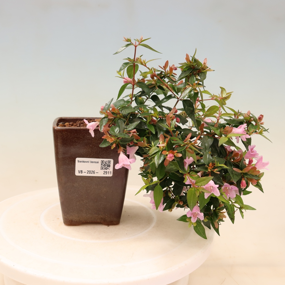 Vonkajší bonsai – Abelia Edward Goucher – Abelia veľkokvetá