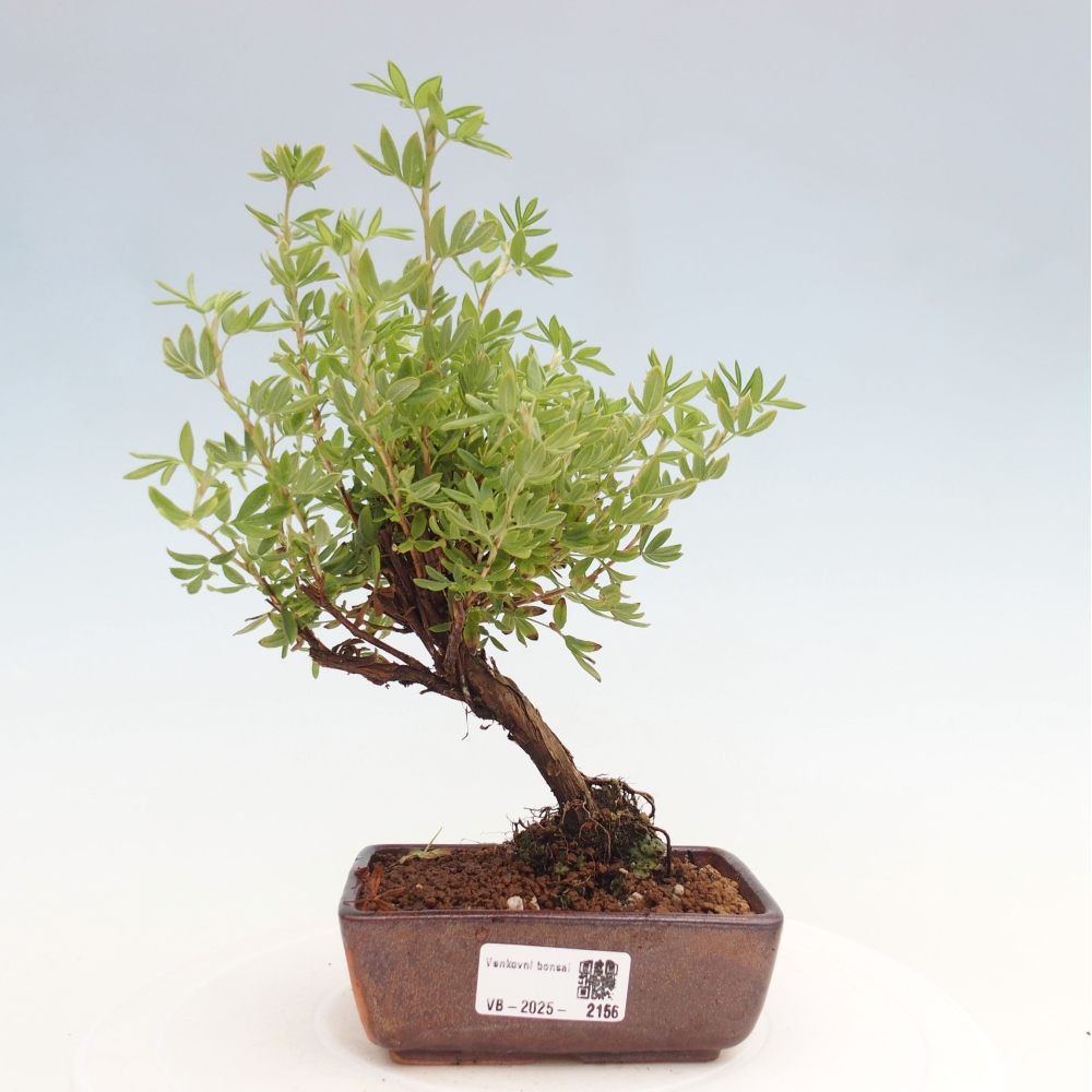 Vonkajšia bonsai-Nátržník krovitá - potentila fruticosa yellow Bird