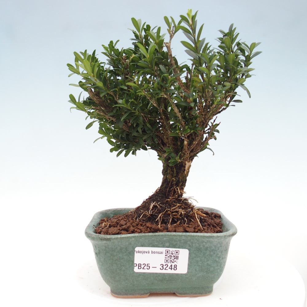 Izbové bonsaje - Buxus harlandii - korkový buxus
