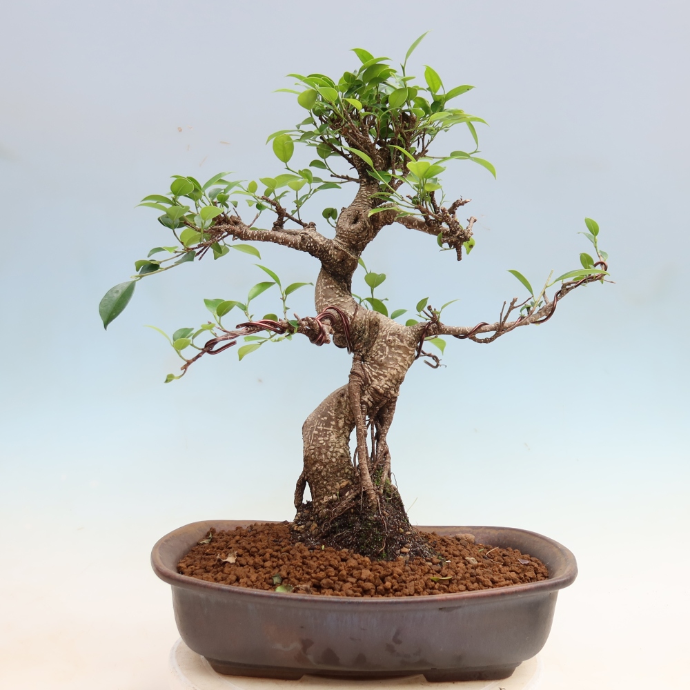 Izbové bonsaje - Ficus kimmen - drobnolistý fikus