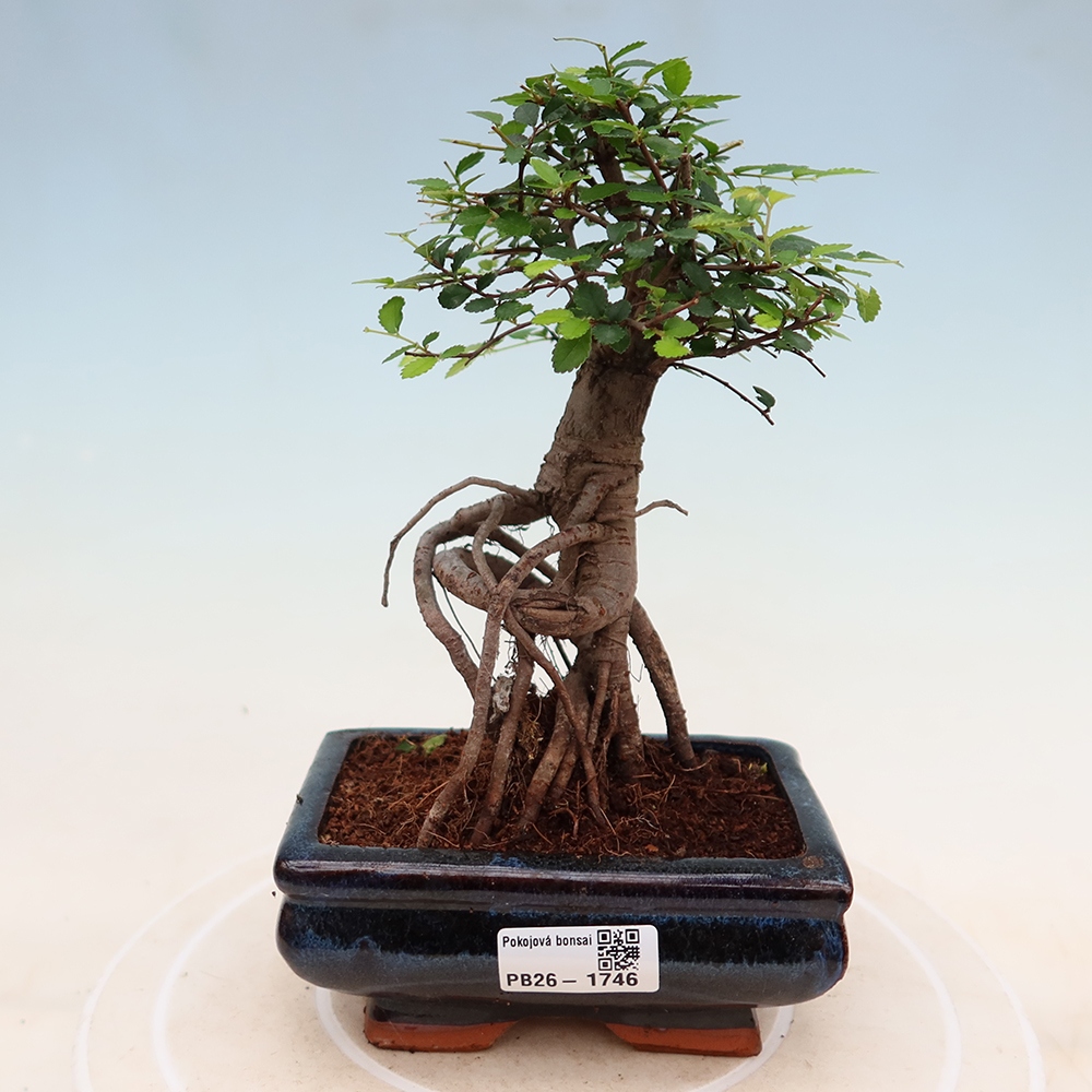 Izbový bonsaj - Ulmus parvifolia - brest malolistý