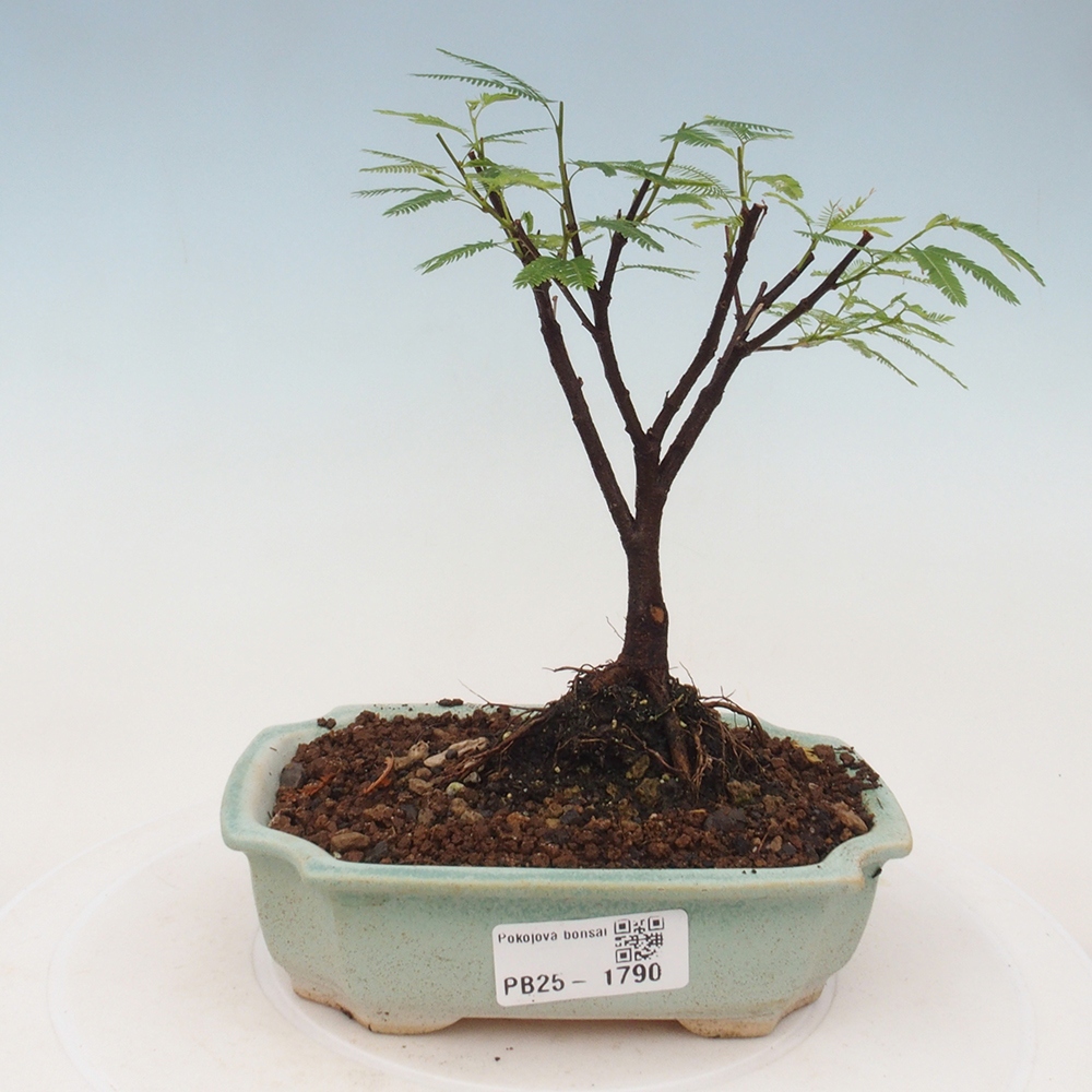 Izbová bonsai-Calliandra surinamensis Dixie Pink-Kaliandra Suriámska