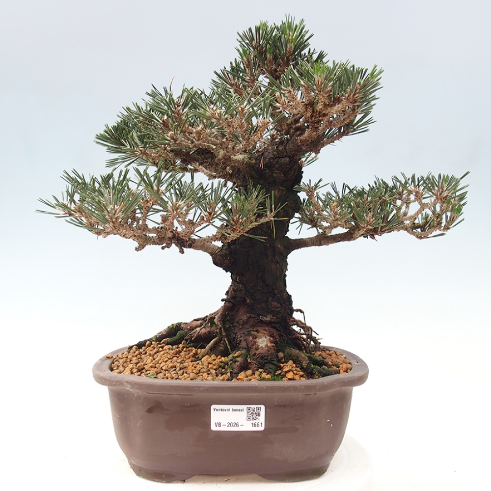 Vonkajšia bonsaj - Pinus thunbergii Kotobuki - borovica Thunbergova