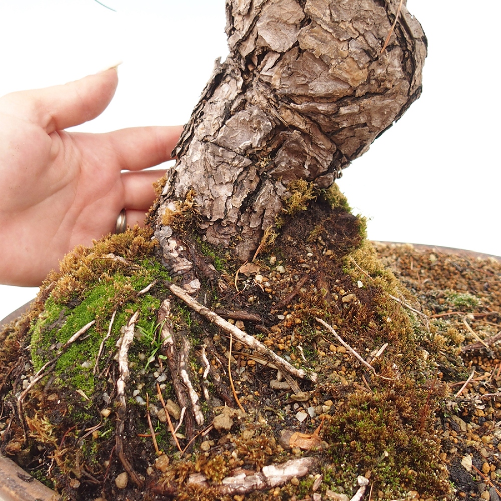Vonkajšie bonsaje - Pinus parviflora - Pinus parviflora