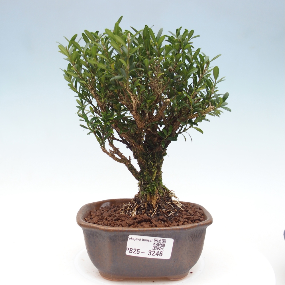 Izbové bonsaje - Buxus harlandii - korkový buxus