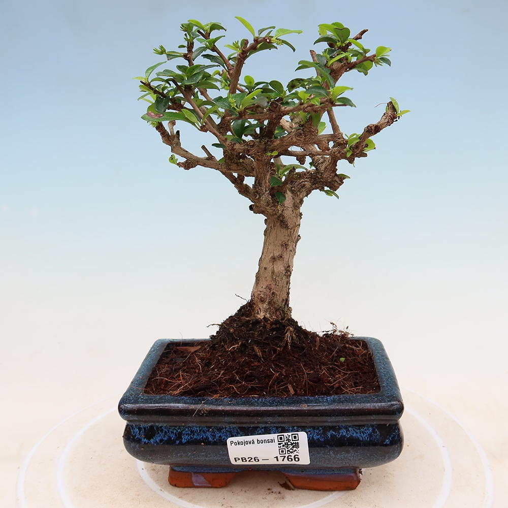 Izbové bonsaje - Carmona macrophylla - Tea fuki