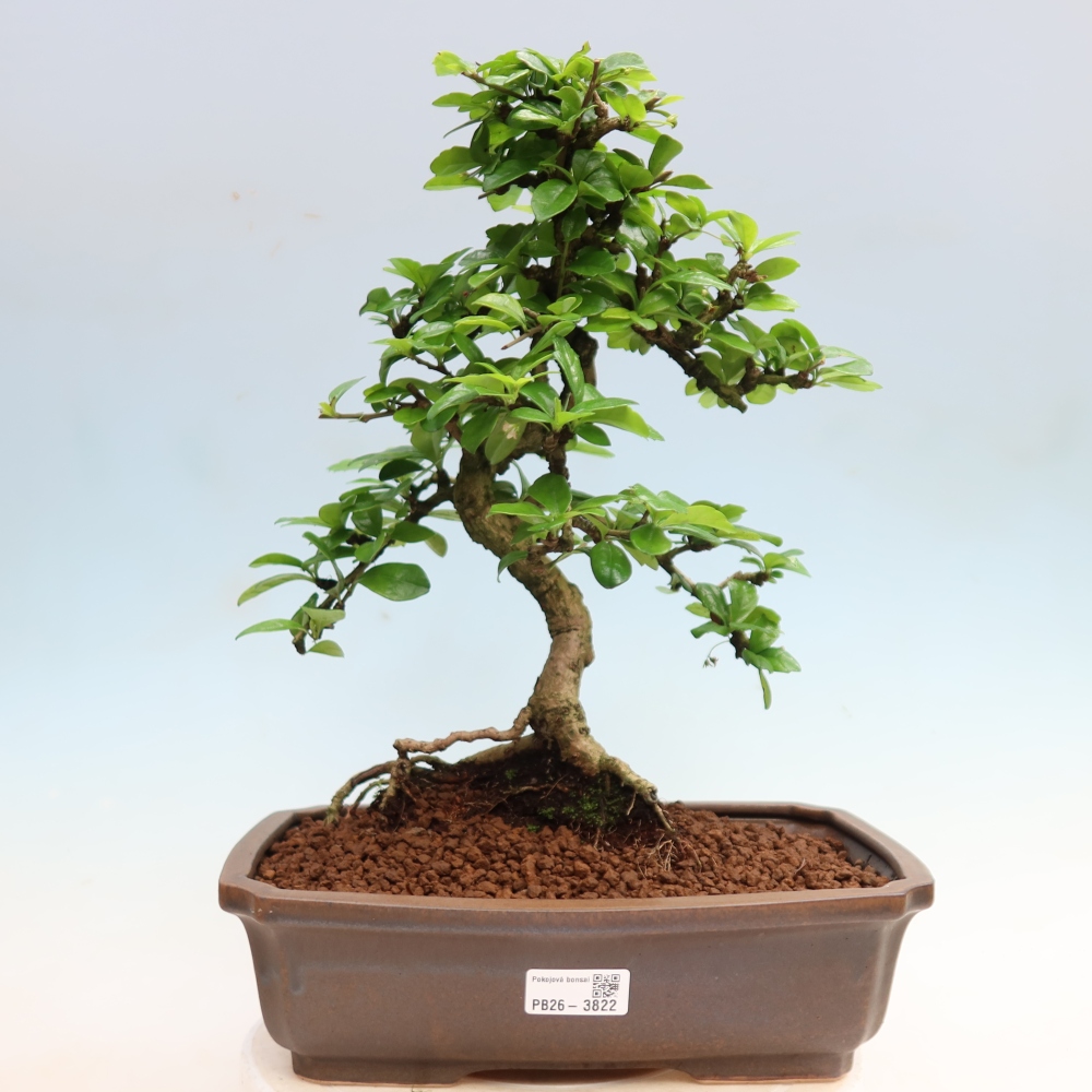 Izbové bonsaje - Carmona macrophylla - Tea fuki