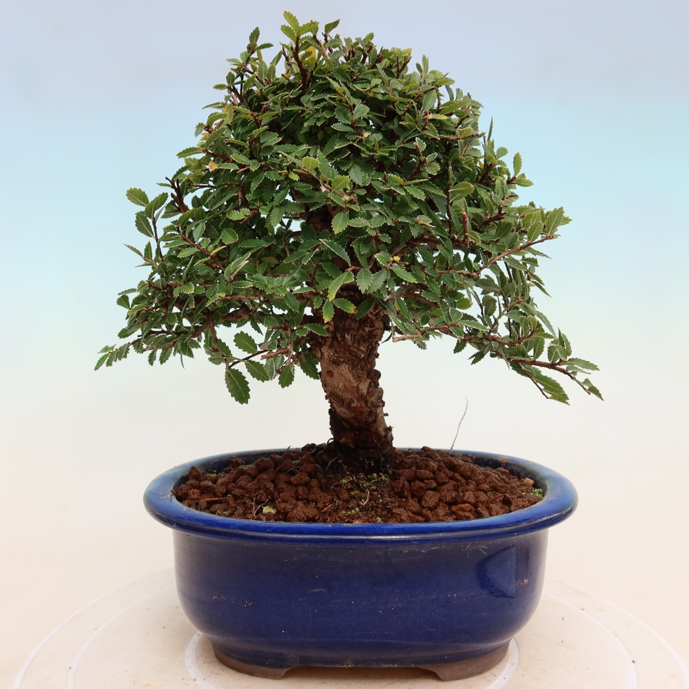 Vonkajšie bonsaje - Zelkova - Zelkova NIRE