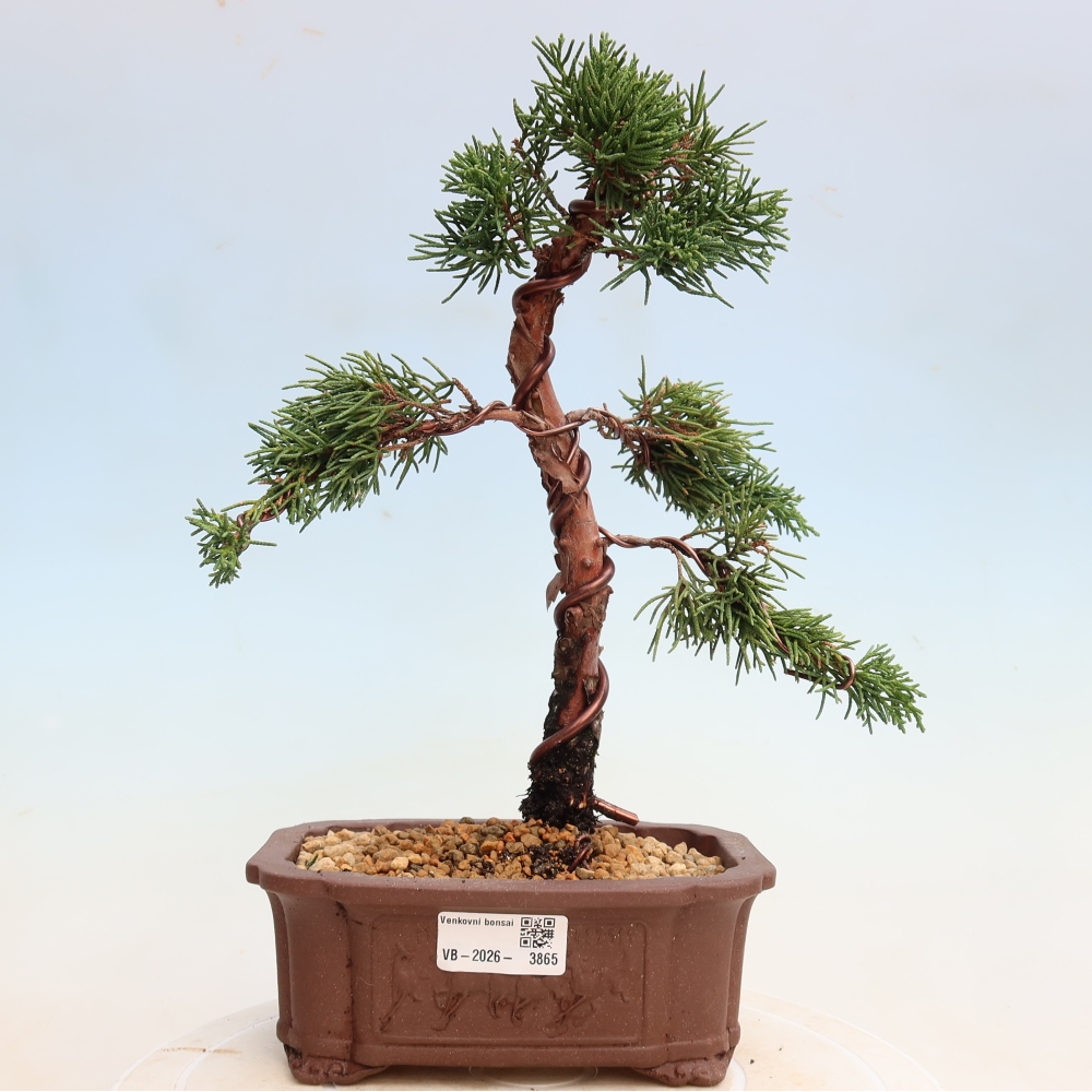 Vonkajší bonsaj - Juniperus chinensis Kishu