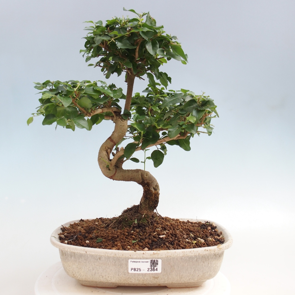Izbová bonsai -Ligustrum chinensis - Vtáčí zob