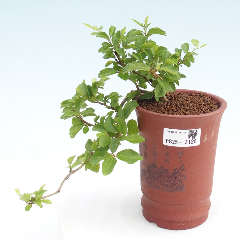 Izbová bonsai - Grewia occidentalis - Hviezdica levanduľová