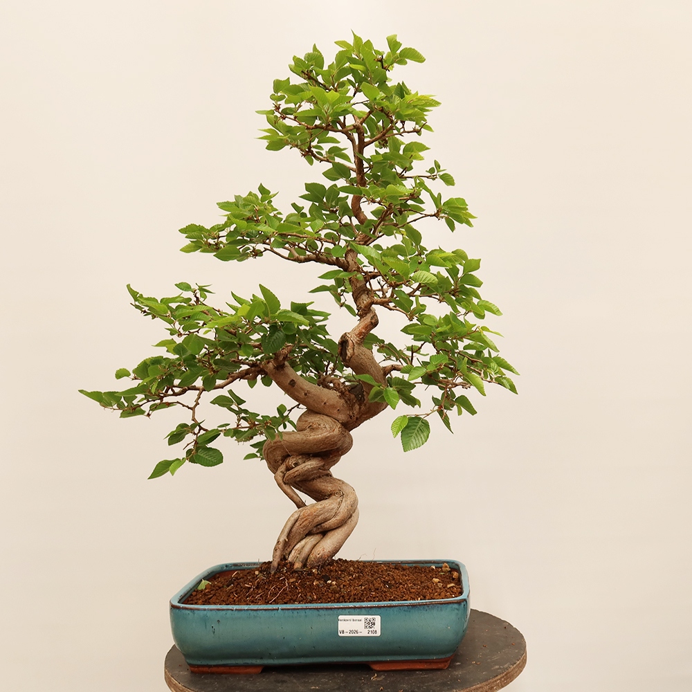 Vonkajší bonsai -Carpinus Coreana - Hrab kórejský