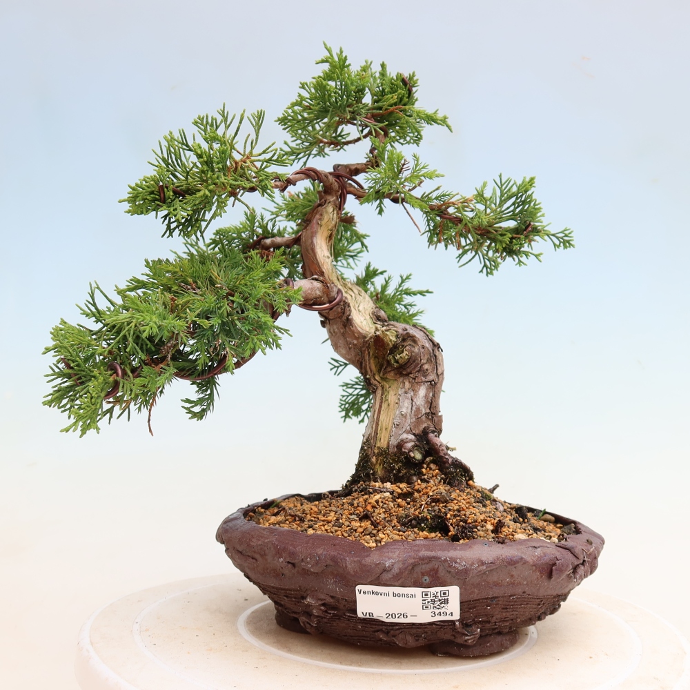 Vonkajší bonsai – Juniperus chinensis Itoigawa – čínsky jalovec
