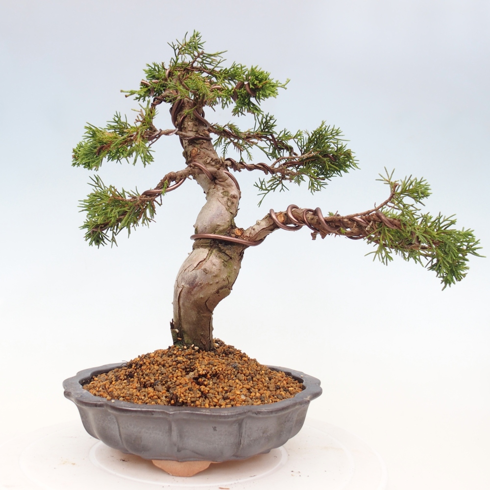Vonkajší bonsai - Juniperus chinensis Itoigawa -Jalovec čínsky