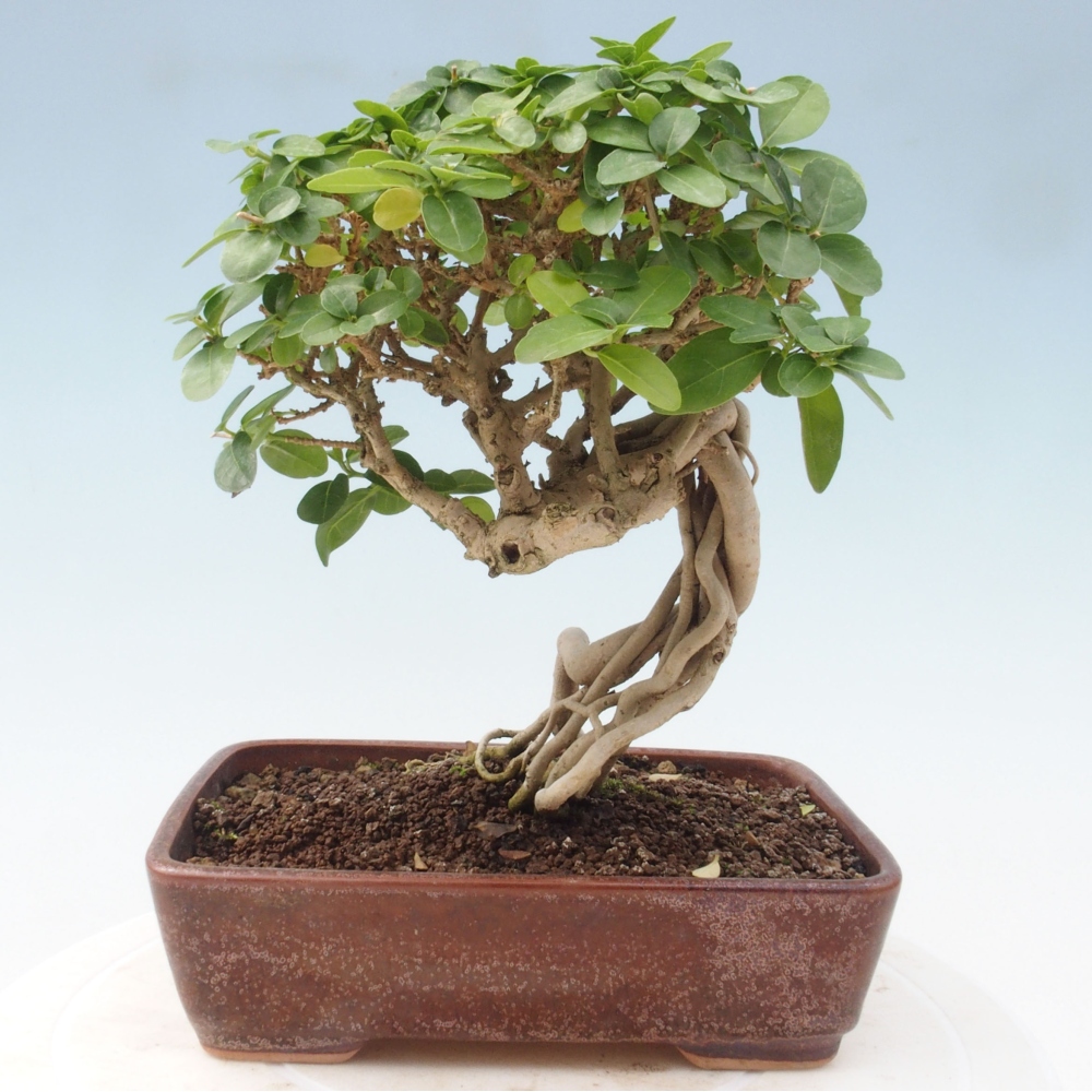 Izbová bonsai - Premna serratifolia - Kozlovoň malolistá