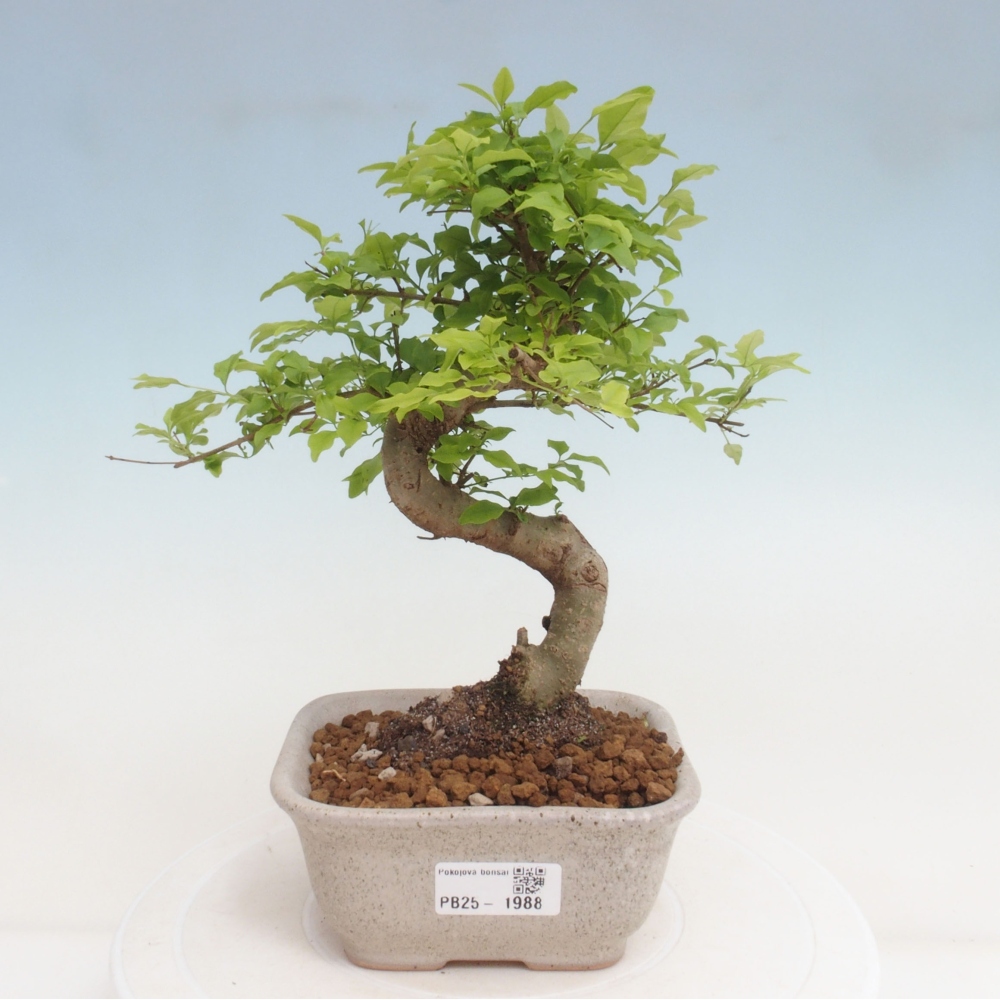 Izbová bonsai -Ligustrum chinensis - Vtáčí zob