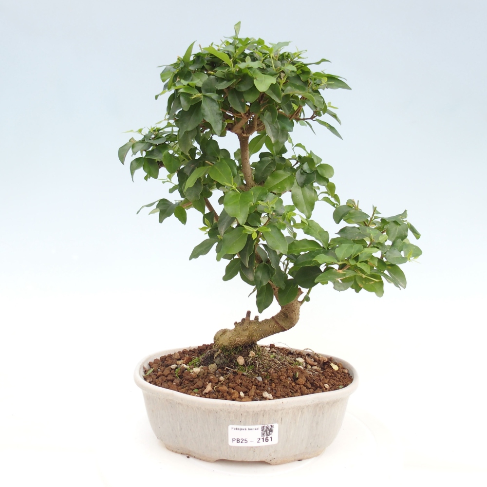 Izbová bonsai -Ligustrum chinensis - Vtáčí zob