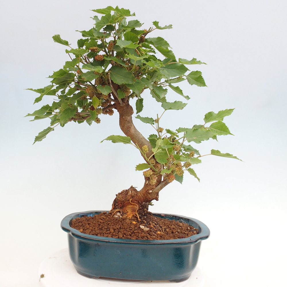Vonkajšie bonsai -Morus albumy - moruše