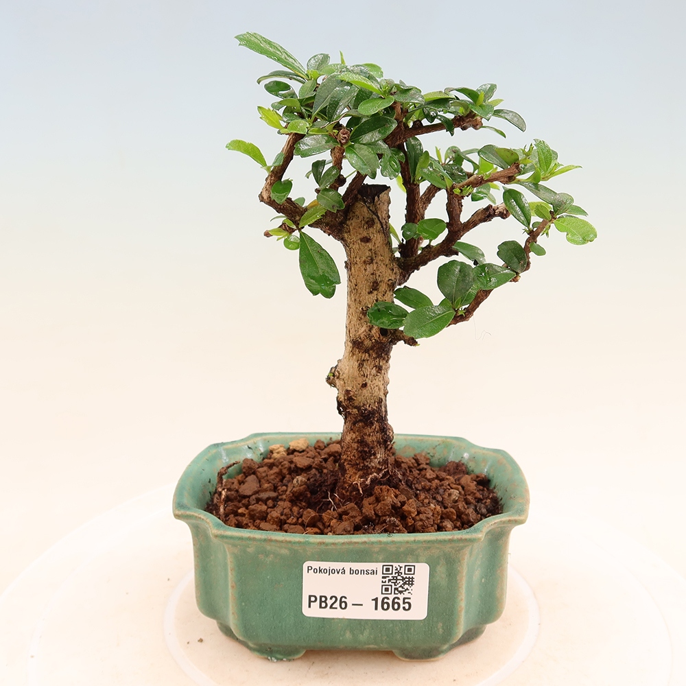 Izbové bonsaje - Carmona macrophylla - Tea fuki