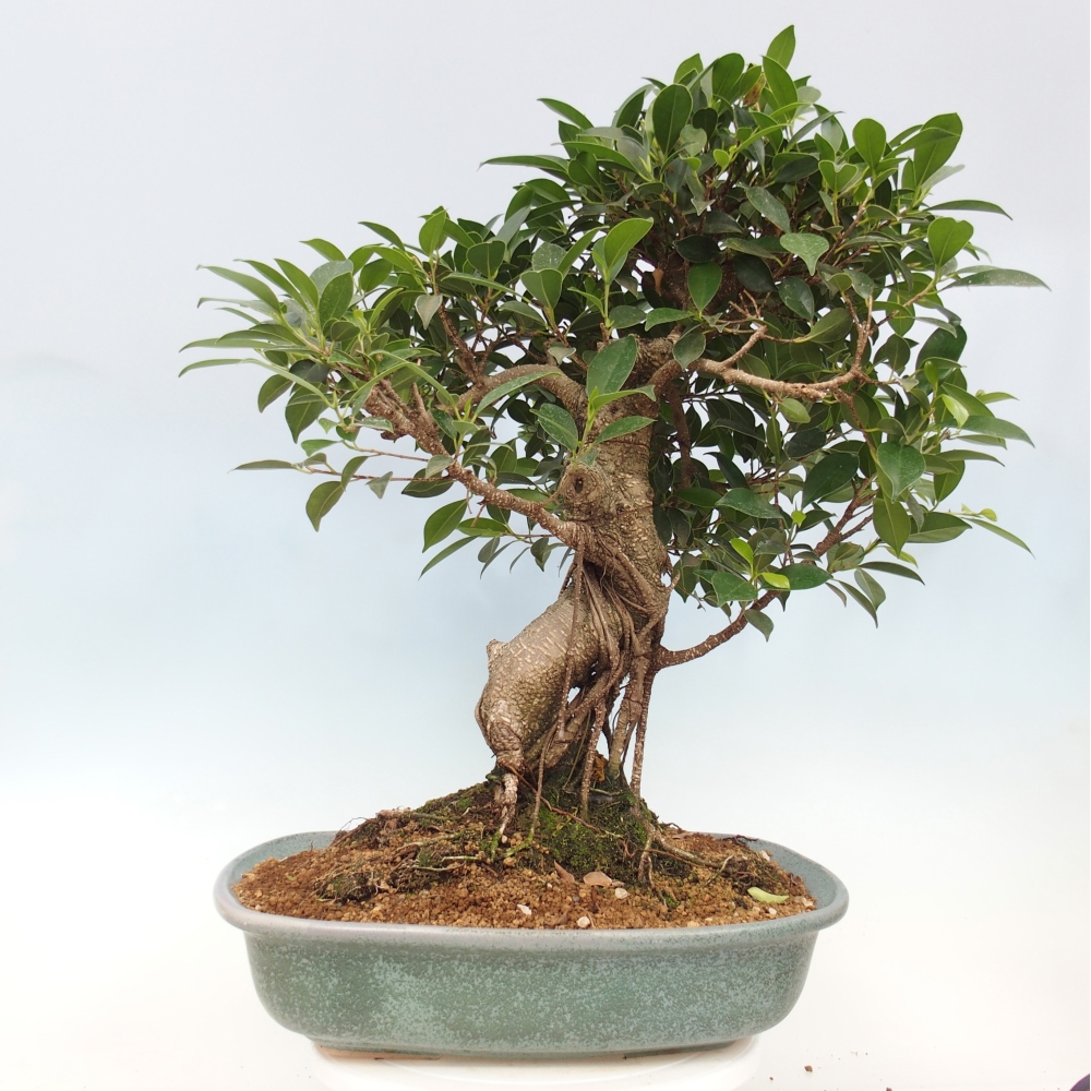 Izbový bonsaj - Ficus kimmen - drobnolistý fikus - len osobný odber alebo preprava na paletách