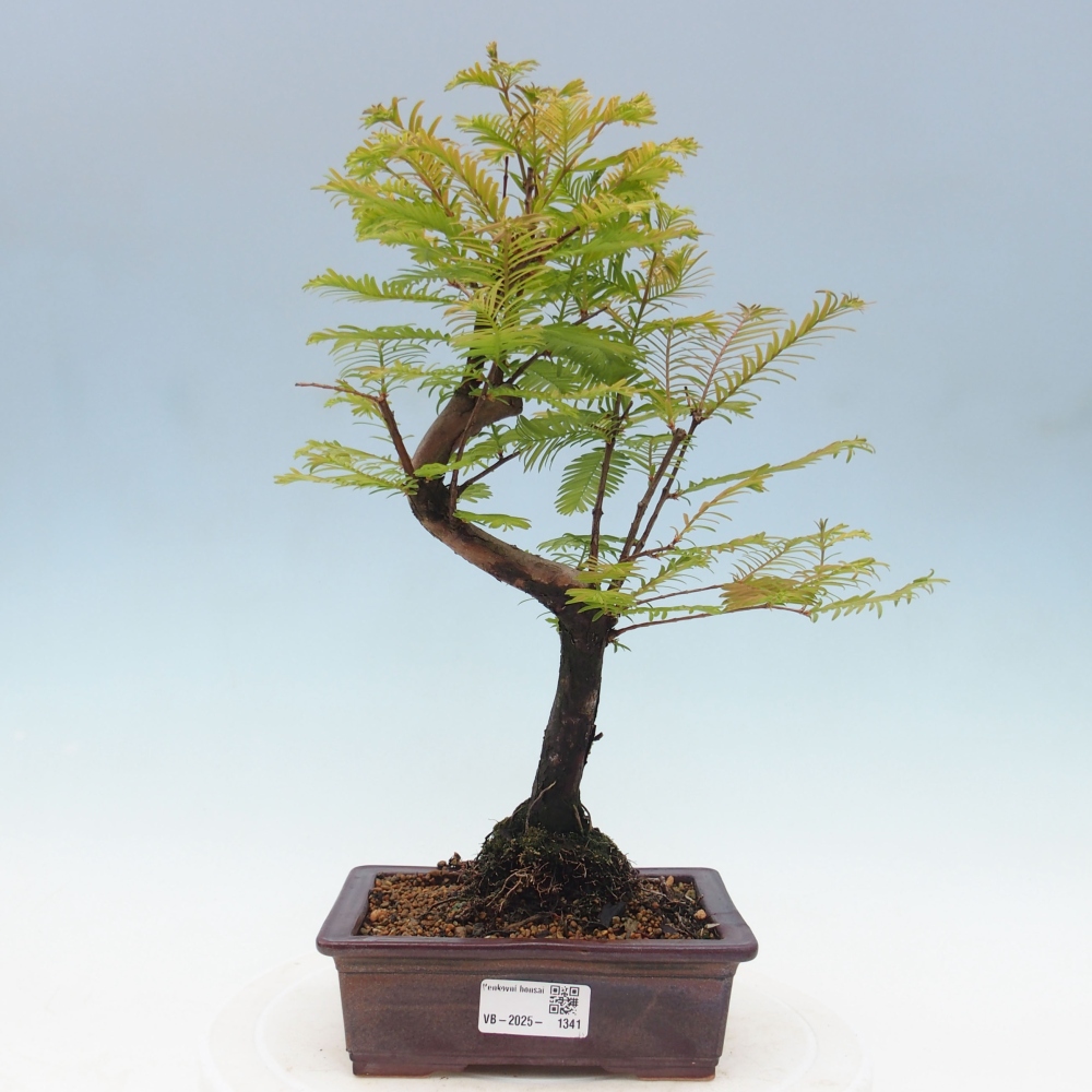 Vonkajšie bonsai - Metasequoia glyptostroboides - Metasekvoja Čínska