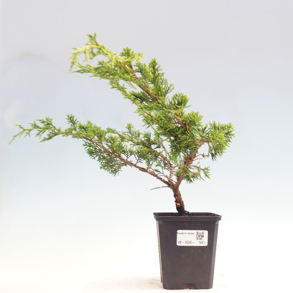 Vonkajší bonsaj - Juniperus chinensis Itoigawa