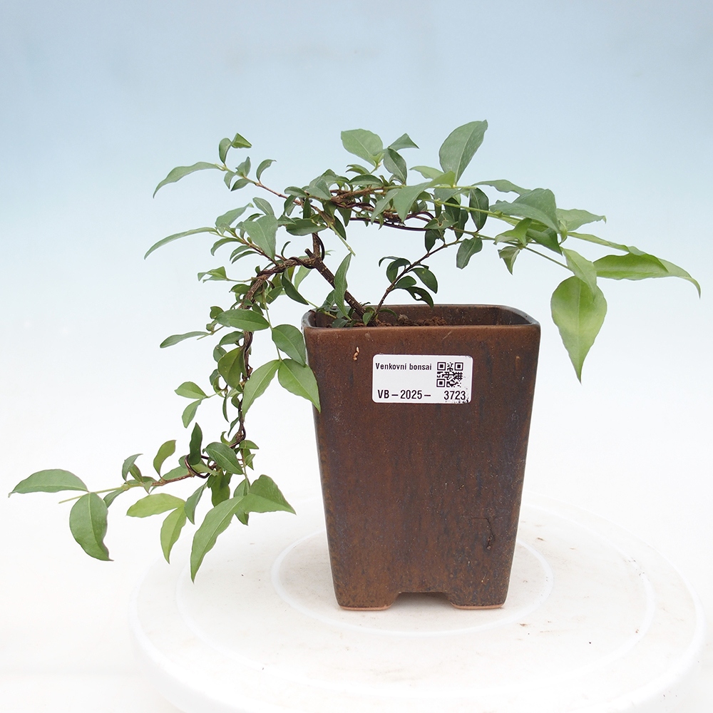 Izbová bonsai -Malpighia coccigera- Barbdorská čerešňa