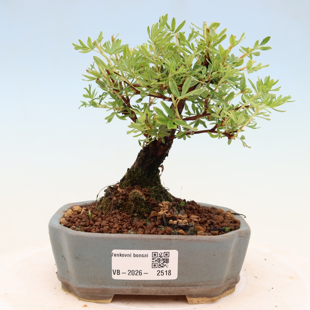 Vonkajšie bonsaje - Potentila fruticosa