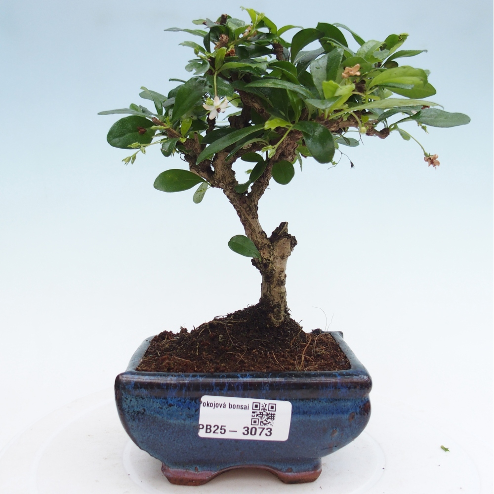 Izbová bonsai - Carmona macrophylla - Čaj fuki