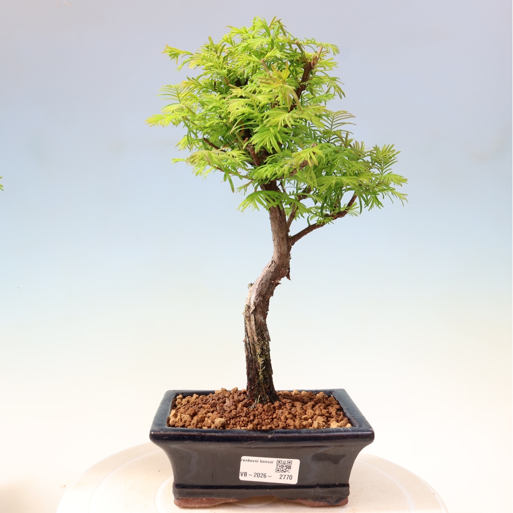 Vonkajšie bonsaje - Metasequoia glyptostroboides - čínska metasekvoja