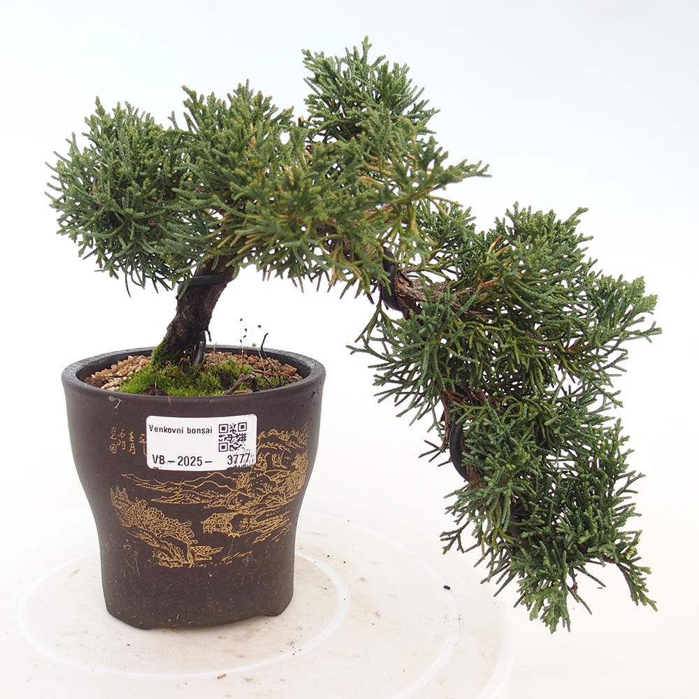 Vonkajší bonsaj - Juniperus chinensis Kishu