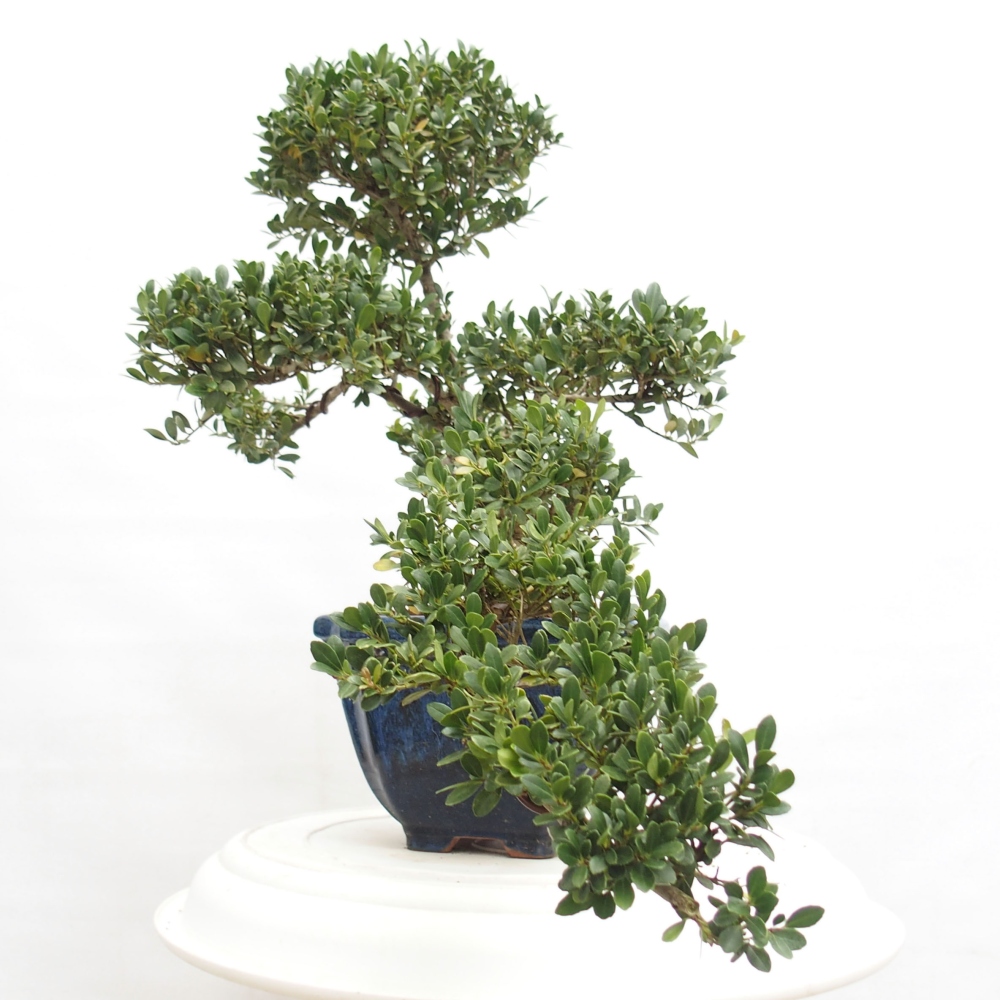 Izbová bonsai - Ilex crenata - Cezmína
