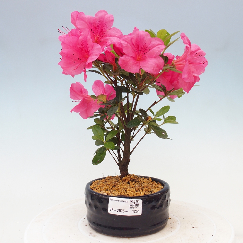Vonkajší bonsai - Japonská azalka - Azalea sp.