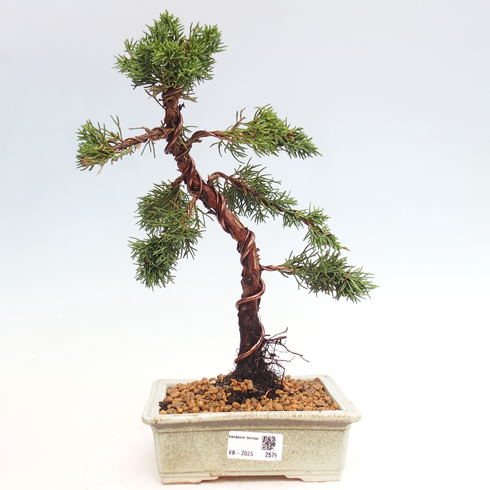 Vonkajší bonsai - Juniperus chinensis Kishu -Jalovec čínsky