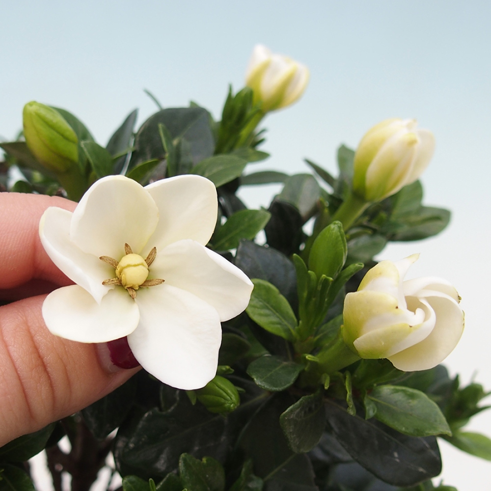 Izba bonsai – Gardenia jasminoides – gardénia
