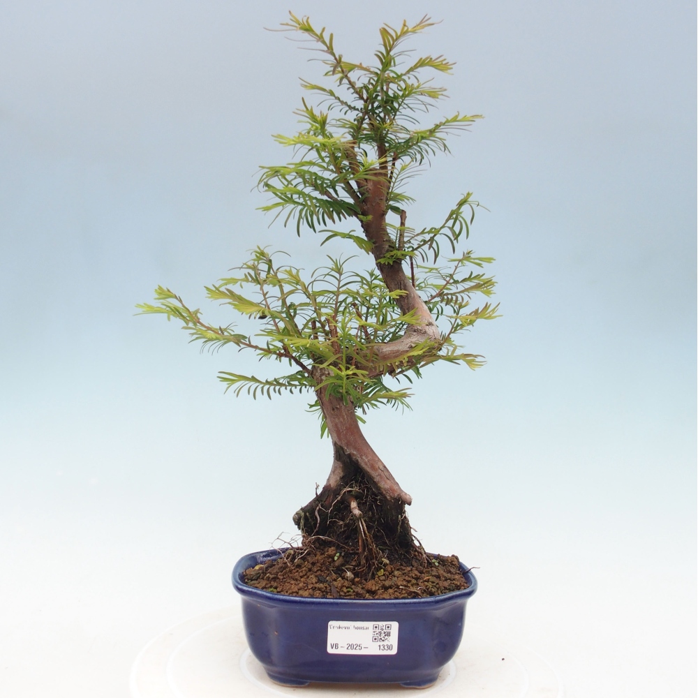 Vonkajšie bonsai - Metasequoia glyptostroboides - Metasekvoja Čínska